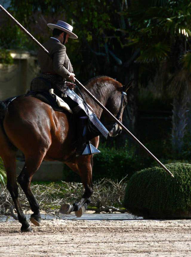 Ballet équestre « Cómo bailan los caballos »