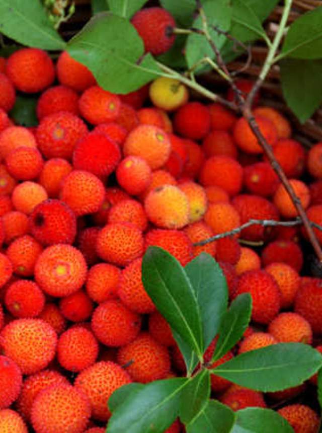 The colours of the Autumn in Andalusia