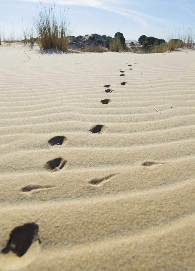 Dunas del Parque Nacional de Doñana