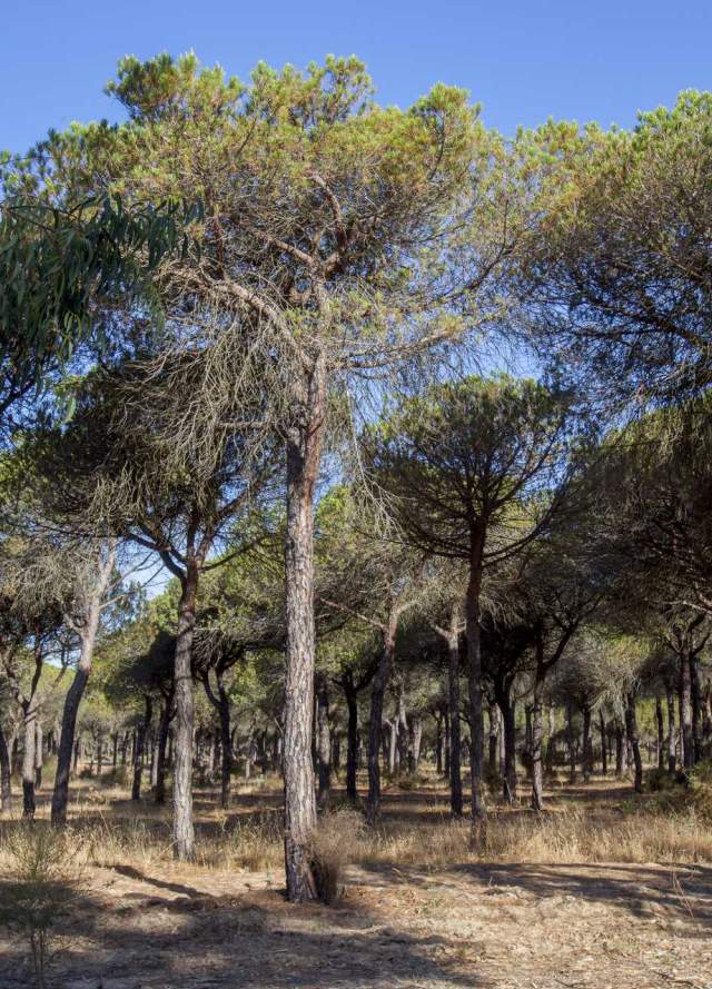 Parques Periurbanos