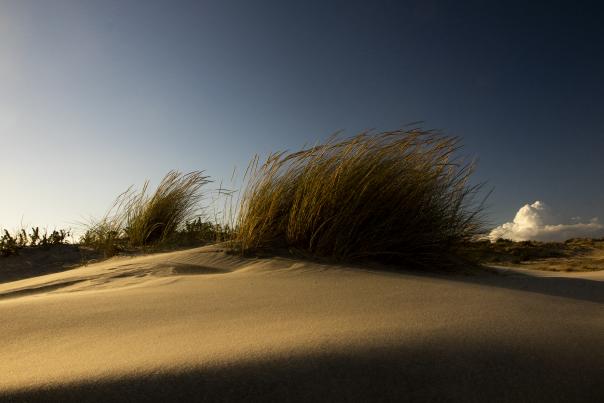 Dunas de Doñana