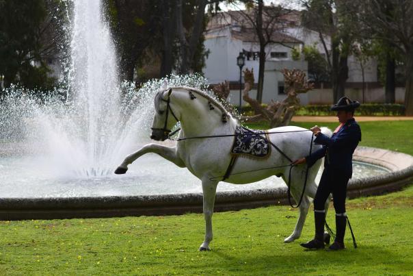 Ballet ecuestre Cómo bailan los caballos (31)