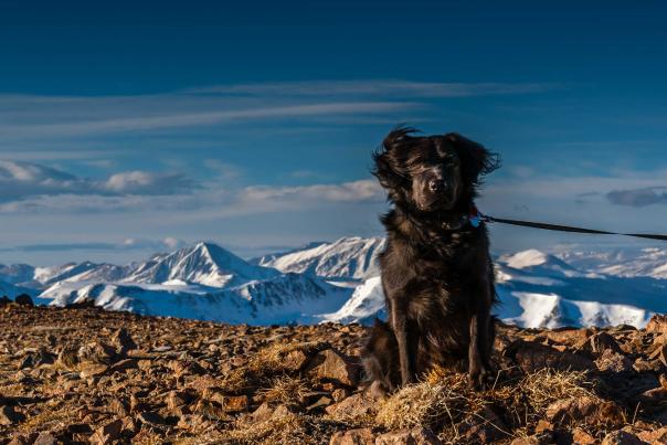 Navidades blancas y perrunas... en Sierra Nevada
