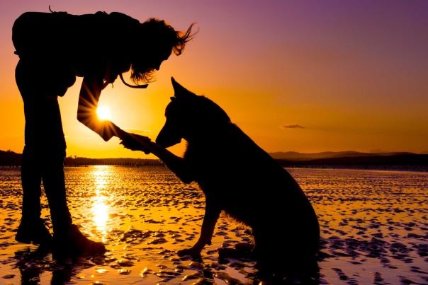 Imagen Primaria - Playas caninas en Cádiz, Granada, Almería y Huelva. ¡Conócelas!