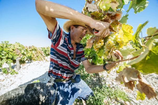 Die Traubenernte: Reben, Bodegas und Keltereien