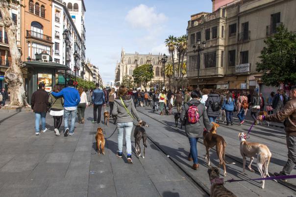 Los mejores parques caninos de Sevilla