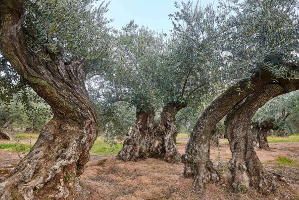 Imagen Primaria - Oleoturismo Jaén
