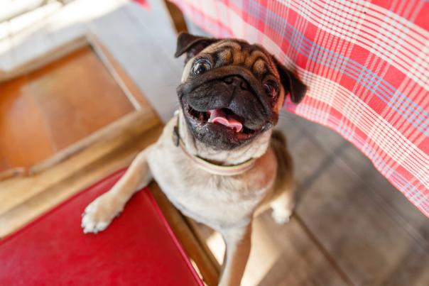 Imagen Primaria - Restaurantes vegetarianos en Almería para disfrutar junto a tu mascota