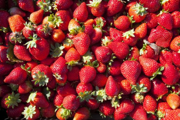 Imagen Primaria - Los berries onubenses: Fresa de Huelva y Fresón de Palos
