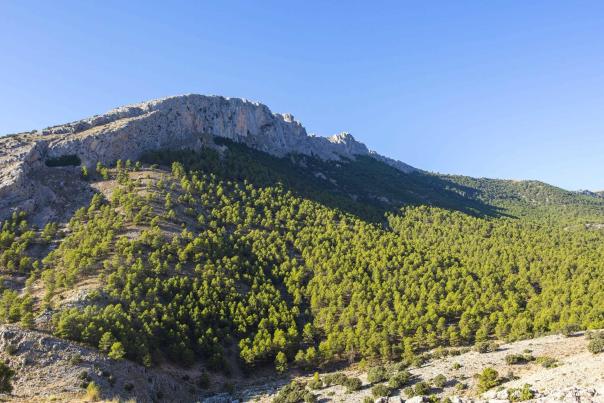 Imagen Primaria - Bosque de la Alfahuara y la Sabina Milenaria