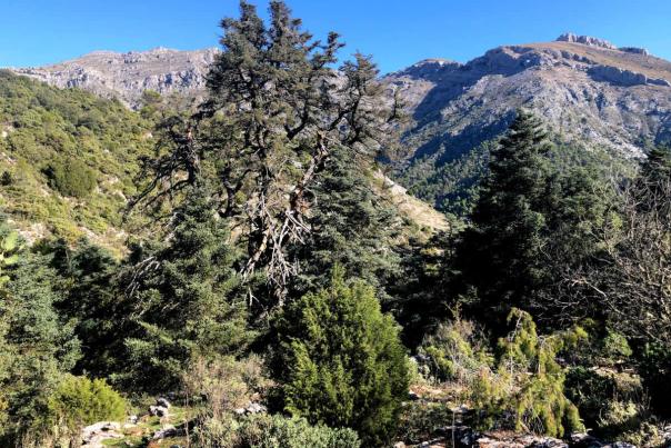 Imagen Primaria - El Pinsapo de las Escaleretas y su espectacular entorno en la Sierra de Las Nieves