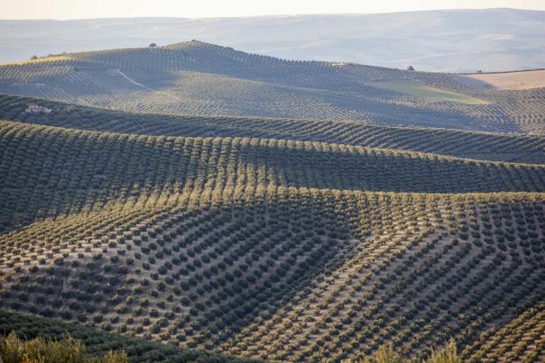 Imagen Primaria - Jaén inmensa. 4 sitios inolvidables con mucha historia.