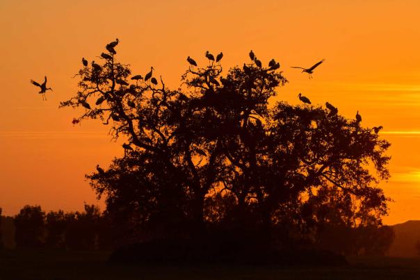 Imagen Primaria - Doñana, paraíso ornitológico
