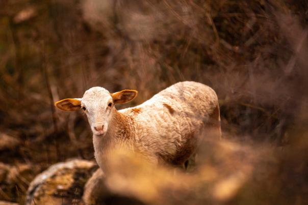 Imagen Primaria - Las Sierras de la Sagra y Segura: el cordero segureño