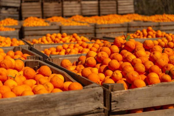 Imagen Primaria - El Valle de Lecrín y los cítricos