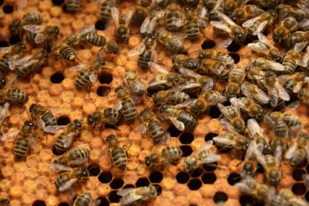 Imagen Primaria - Un día entre abejas en el "Rancho Cortesano de la miel”