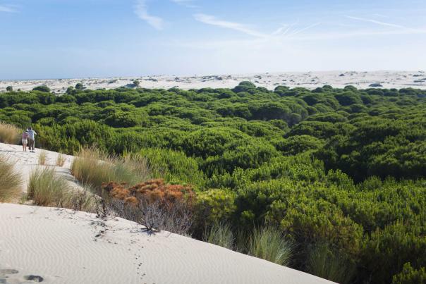 Doñana, jenseits des Luchses