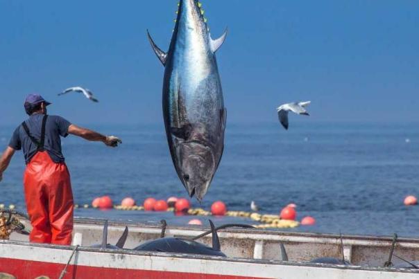 Imagen Primaria - Atún rojo de almadraba, el sabor de Cádiz en primavera