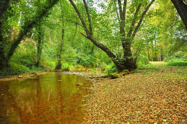 Imagen Primaria - Bosque Galería de la Ribera del Huéznar