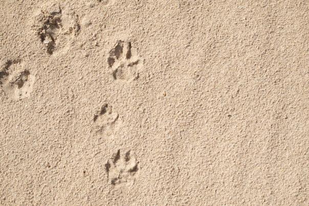 Imagen Primaria - 5 actividades que hacer con tu perro si visitas Cádiz
