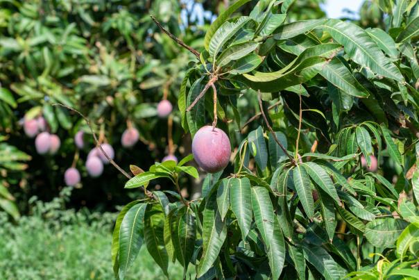 Imagen Primaria - Costa Tropical de Granada: cultivos subtropicales y la caña de azúcar