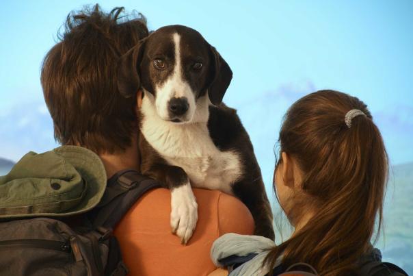 Imagen Primaria - Rutas senderistas para hacer con tu perro por Andalucía