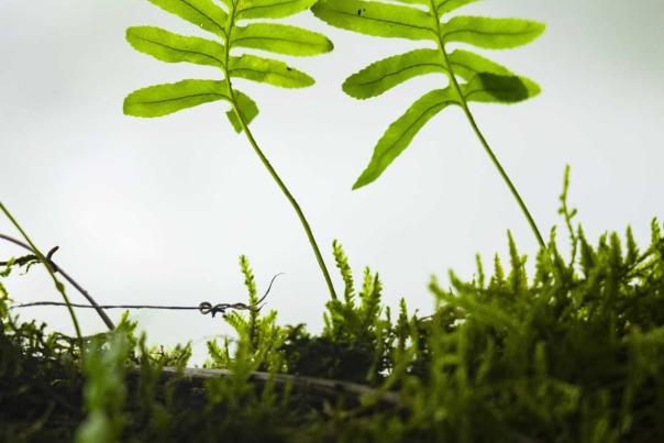 Imagen Primaria - Bosque de la Niebla de Los Llanos del Juncal