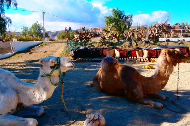 Imagen Primaria - Almería: un destino único para descubrir en familia