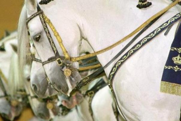 La Real Escuela Andaluza del Arte Ecuestre ofrece una exhibición extraordinaria el próximo 18 de febrero