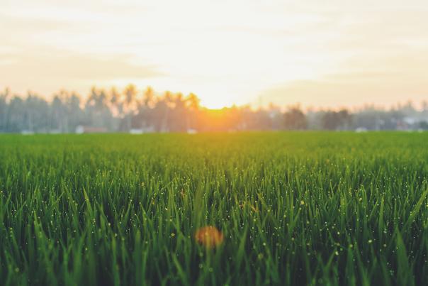 Grassy Sunset