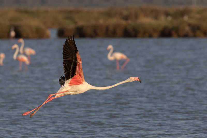 Flamencos Doñana