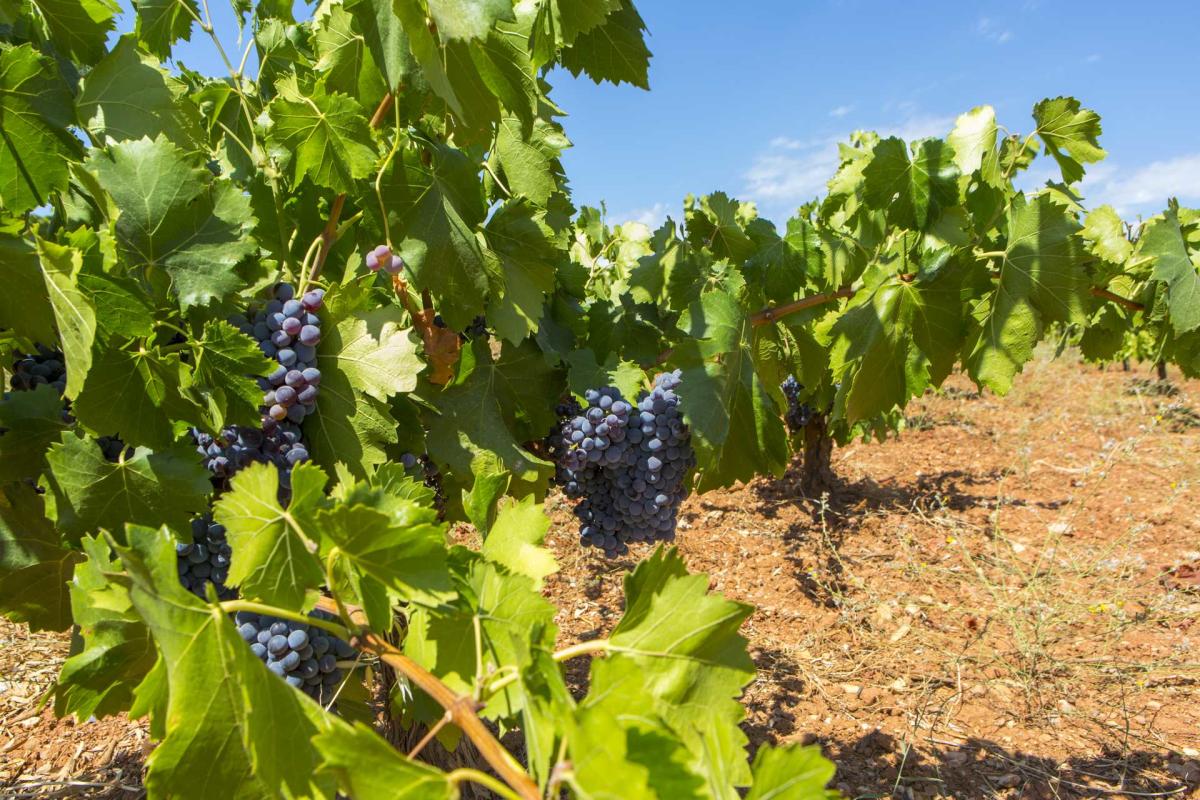 Bodega Cortijo del Cura