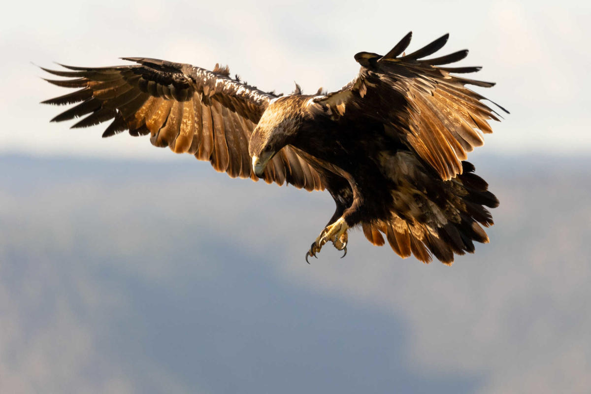 Águila imperial ibérica