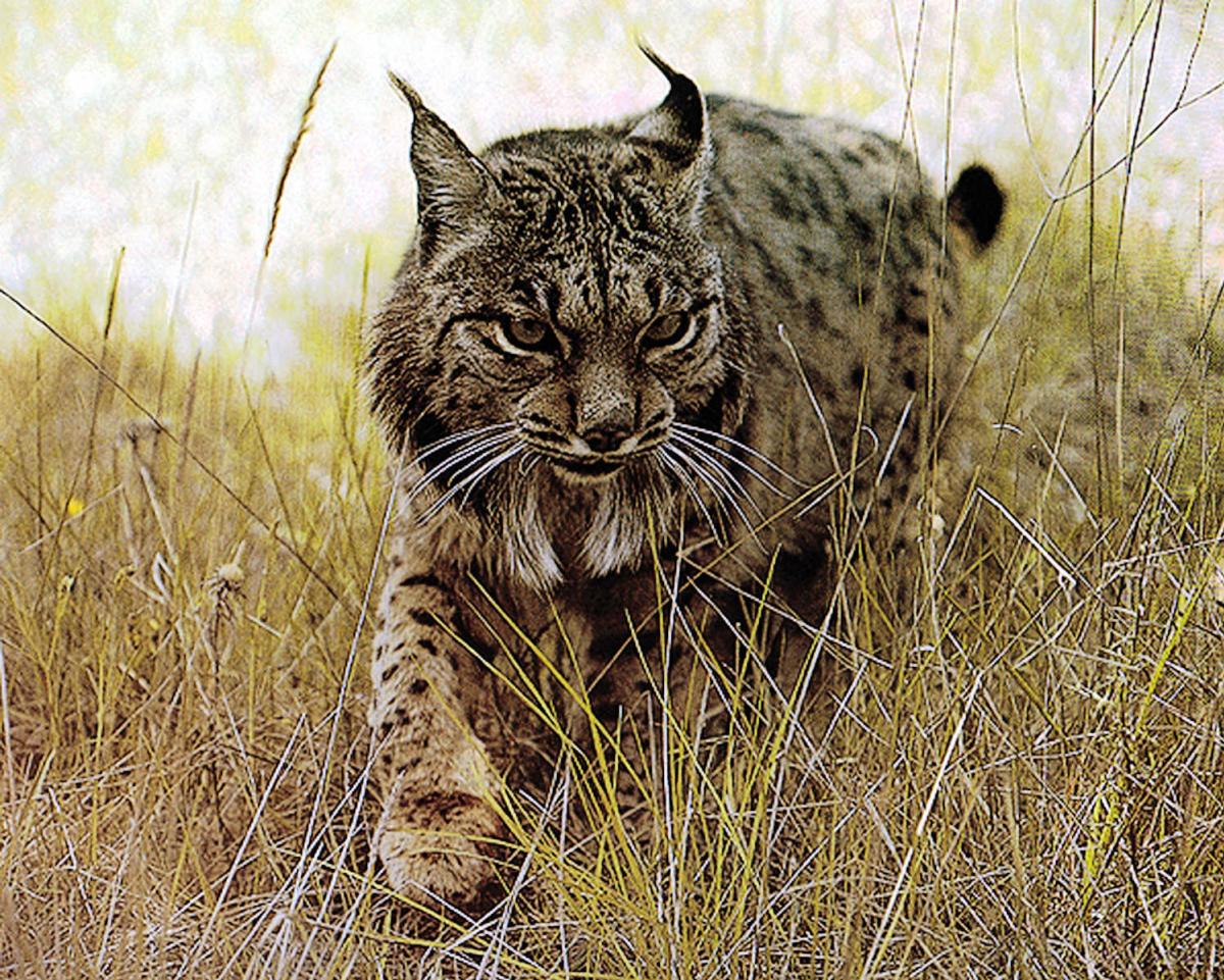 Lince 