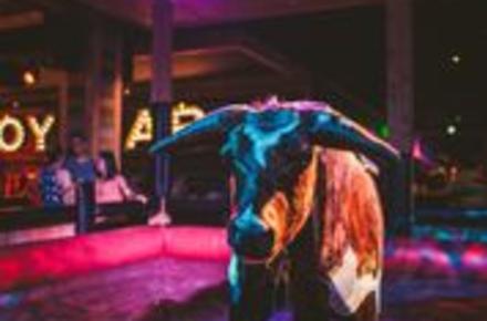 Bull