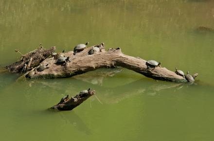 Turtles