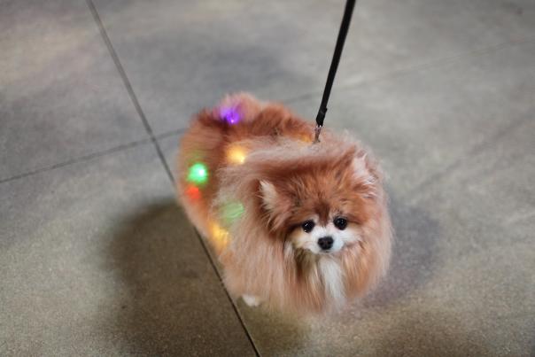 Christkindl dog