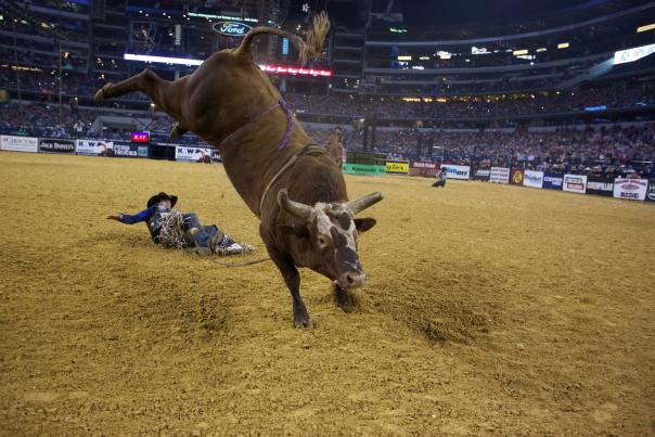 Professional Bull Rider Rodeo