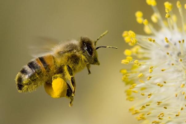 Photo of bee for River Legacy