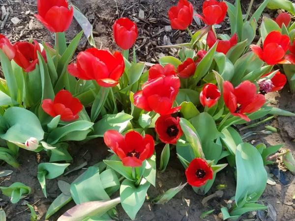 Photo of red flowers at Storm Farms
