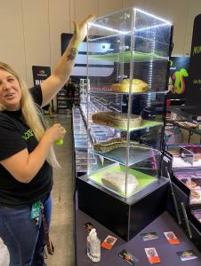 Snakes on display in a divided vertical case.