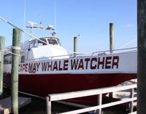 Cape May Whale Watcher