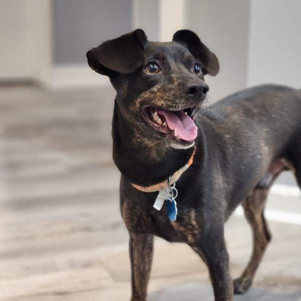 Humane Society of Atlantic County