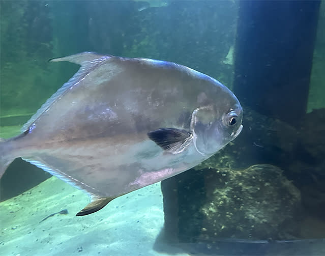 Atlantic City Aquarium