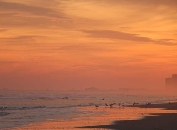 Beach-Sunset Seagulls