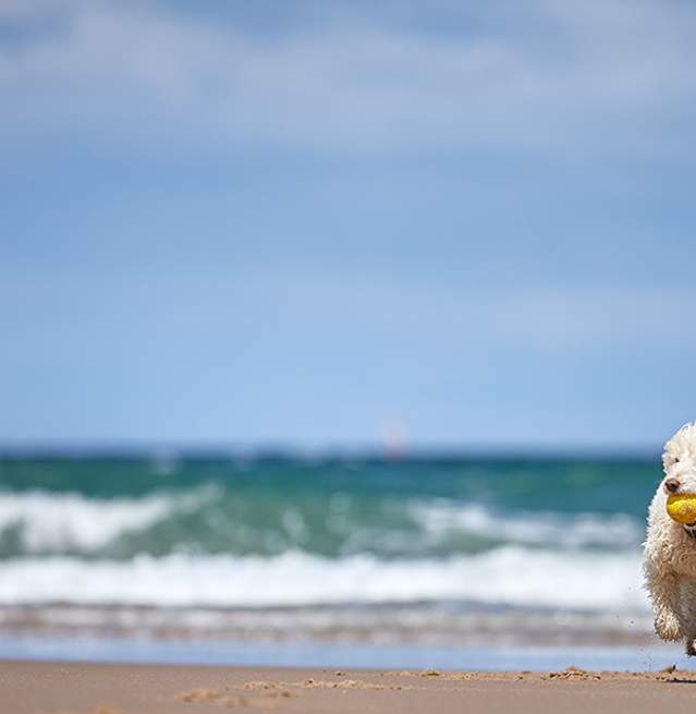 Small dog running on beach with toy in mouth and ocean waves in background.