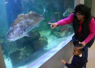Bey Diane and her granddaughter, Dream, 2, gaze at a large fish passing by them inside the Atlantic City Aquarium on Monday, March 24, 2025. Photo: Eric Conklin