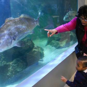 Bey Diane and her granddaughter, Dream, 2, gaze at a large fish passing by them inside the Atlantic City Aquarium on Monday, March 24, 2025. Photo: Eric Conklin