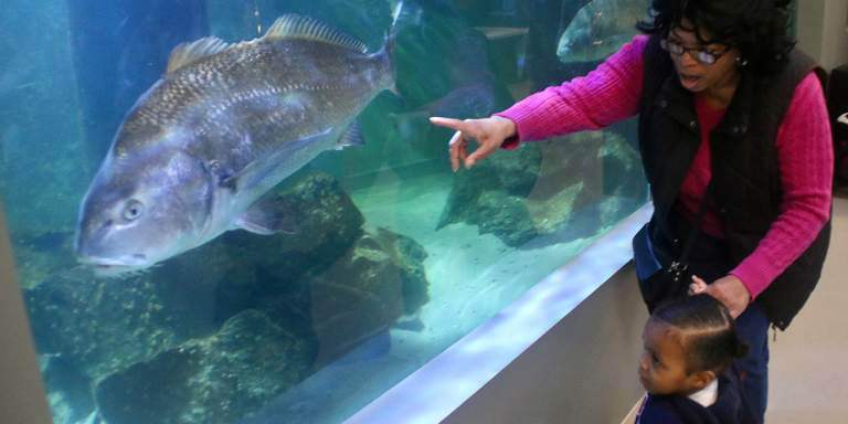 Bey Diane and her granddaughter, Dream, 2, gaze at a large fish passing by them inside the Atlantic City Aquarium on Monday, March 24, 2025. Photo: Eric Conklin