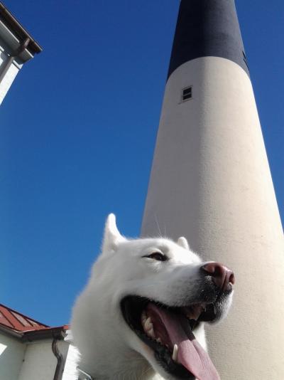 A white furred dog pictured in front of the Absecon Lighthouse.